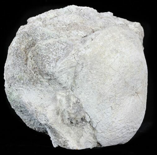 Fossil Brontotherium (Titanothere) Vertebrae - South Dakota #60641